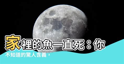 魚一直死怎麼辦 日本 男性 名字